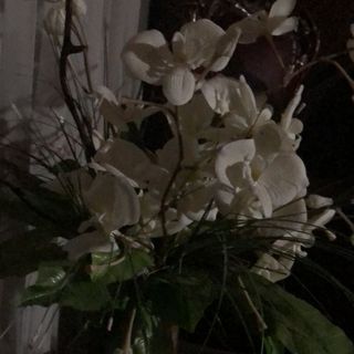 dieyaday