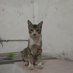 adityaratnadillasuntoro